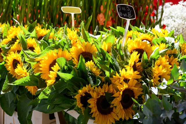 Hollandmarkt 2026: Sonnenblumen und weitere Blumen am Marktstand
